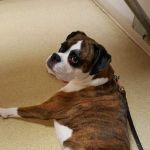 Animal Medical Center