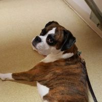 Animal Medical Center ico