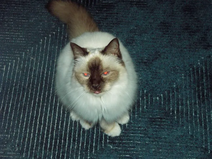 Animal Medical Center Picture 9