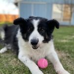 BluePearl Pet Hospital