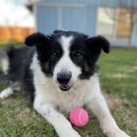 BluePearl Pet Hospital ico