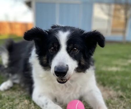 BluePearl Pet Hospital