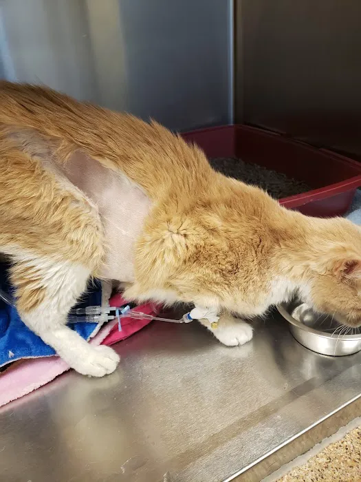 BluePearl Pet Hospital Picture 6