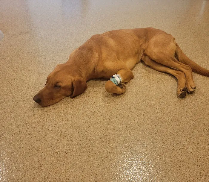 BluePearl Pet Hospital Picture 5