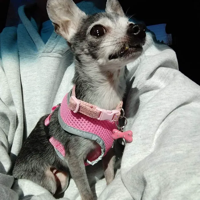 BluePearl Pet Hospital Picture 8