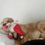 Specialized Veterinary Care of Shawano