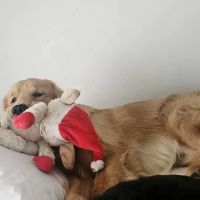 Specialized Veterinary Care of Shawano ico