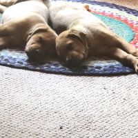 Village Veterinary Clinic ico