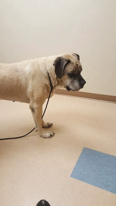 Wellness Veterinary Clinic Picture 2