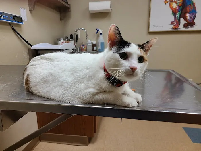 Wellness Veterinary Clinic Picture 7