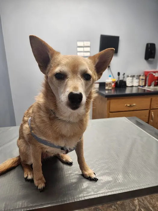 North Heights Veterinary Clinic Picture 5