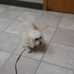 North Heights Veterinary Clinic