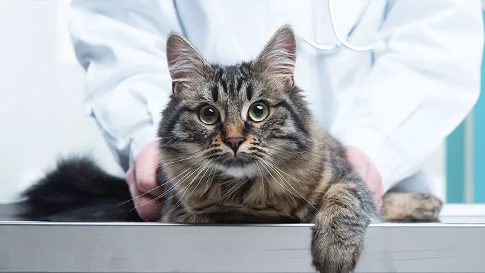 North Heights Veterinary Clinic Picture 9