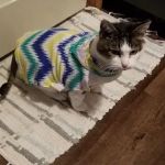North Heights Veterinary Clinic: Bellin Gerald DVM