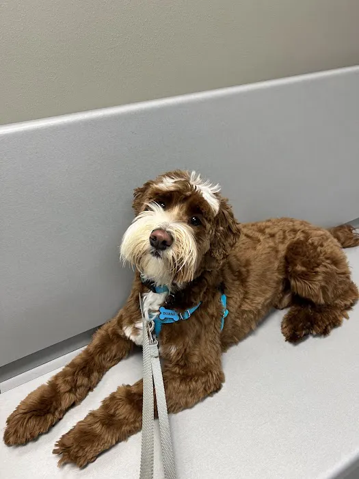 Country View Animal Hospital Picture 2