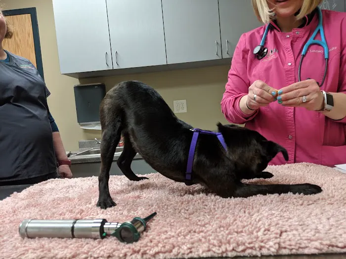 Country View Animal Hospital Picture 4