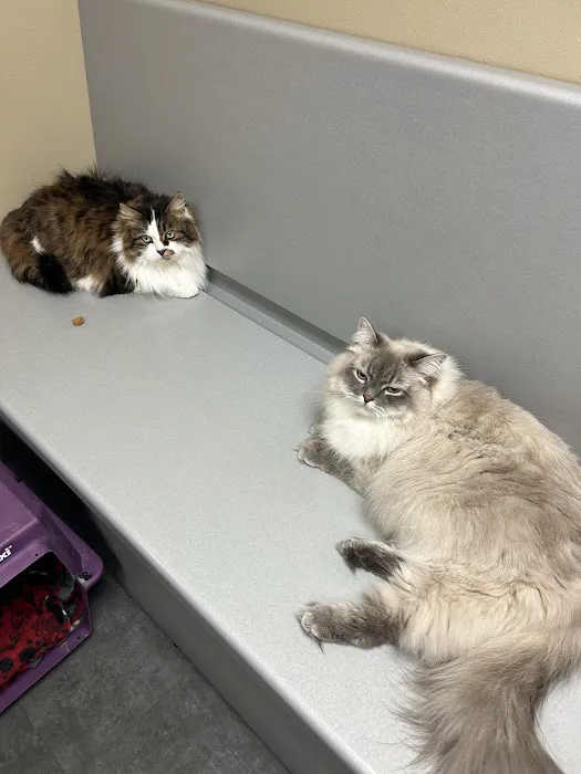 Country View Animal Hospital Picture 9
