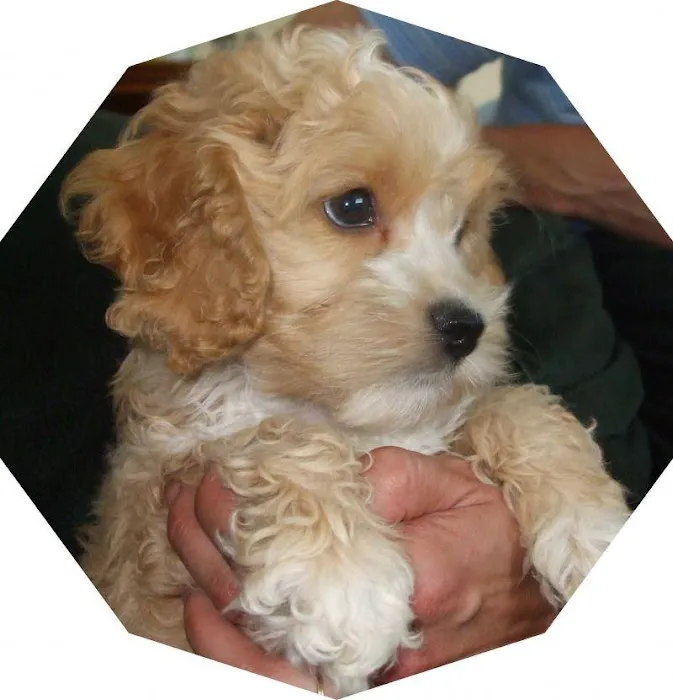 Wittenberg Vet Clinic Companion Picture 4