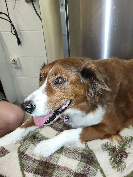 The Ripon Veterinary Clinic Picture 1