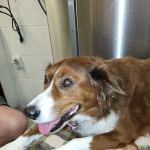 The Ripon Veterinary Clinic