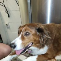 The Ripon Veterinary Clinic ico