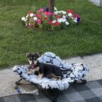 Omro Animal Hospital