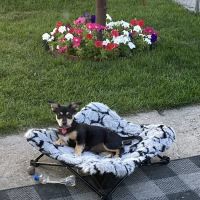 Omro Animal Hospital ico