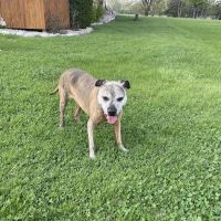 Animal Hospital of Oshkosh ico