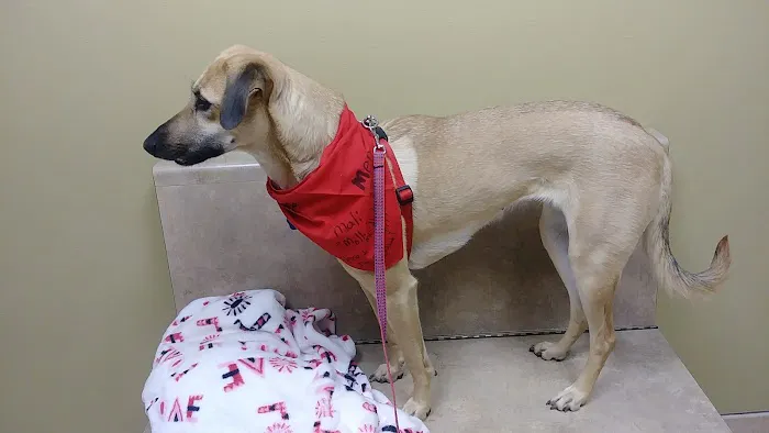 Animal Hospital of Oshkosh Picture 9