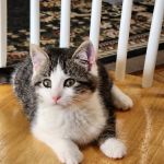 Portage Veterinary Clinic