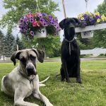 Lodi Veterinary Care
