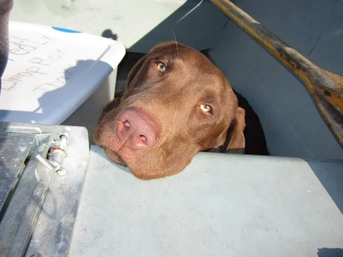 New Horizons Veterinary House Calls Picture 3