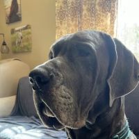 New Horizons Veterinary House Calls ico
