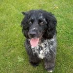 Great Lakes Veterinary Clinic: Randy Van Maanen, DVM