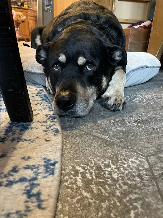 Great Lakes Veterinary Clinic Picture 1