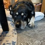 Great Lakes Veterinary Clinic