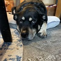 Great Lakes Veterinary Clinic ico