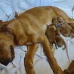 Lakeside Animal Hospital