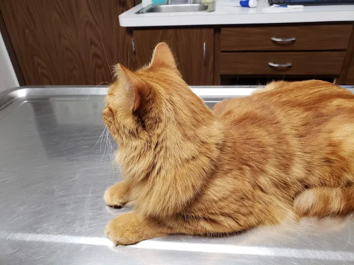 Badgerland Veterinary Clinic Picture 10