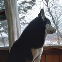Fennimore Veterinary Clinic ico