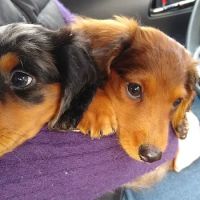 Montfort Veterinary Services Inc ico