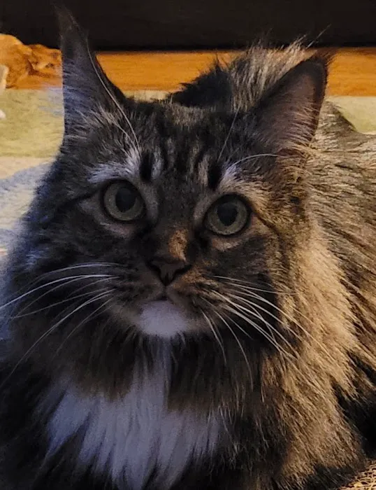 Hill-Dale Veterinary Care Picture 3
