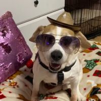 Hill-Dale Veterinary Care ico