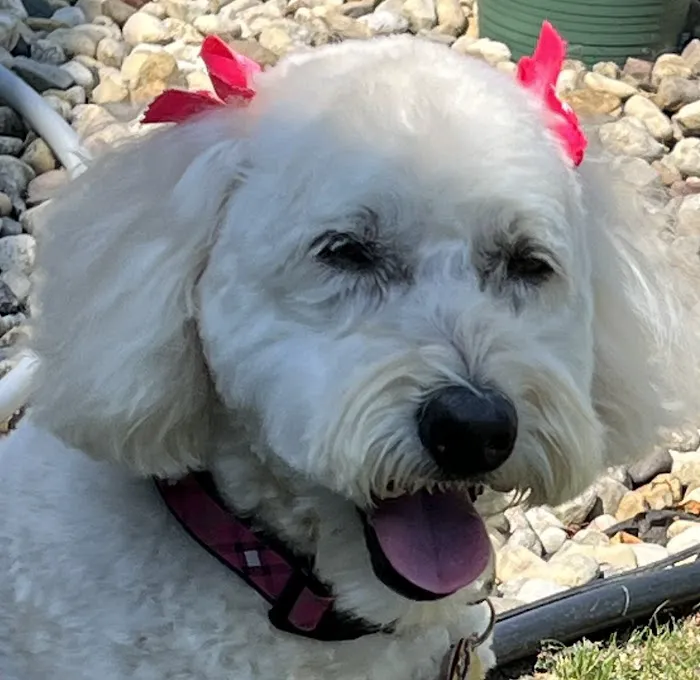 Hill-Dale Veterinary Care Picture 10
