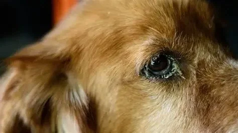 Understanding Canine Eye Disorders and Prevention: A Guide for Dog Owners