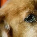 Understanding Canine Eye Disorders and Prevention: A Guide for Dog Owners