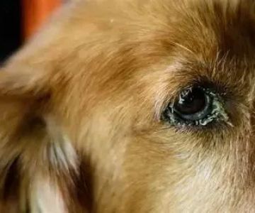 Understanding Canine Eye Disorders and Prevention: A Guide for Dog Owners