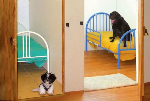 Spring Green Animal Hospital Picture 3