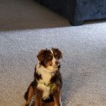 Guttenberg Veterinary Clinic
