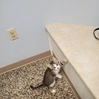 Lake Michigan Animal Hospital ico